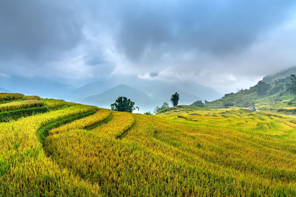 Hạt gạo trong thúng